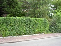 volgroeide Greenwall geluidswal in Beverwijk. Het geluidsscherm is hier een een Greenwall classic model van 2 meter hoog. De Hedera begroeiing vorm hier een natuurlijk altijd groen geluidsdempende afscheiding/haag met de drukke straat en zorgd voor een aanzienlijke vermindering van het geluids overlast van het drukke verkeer. 